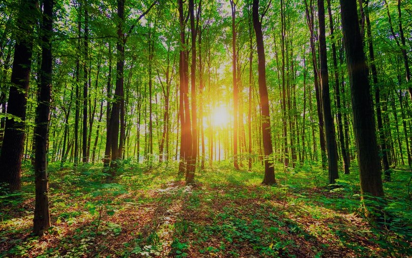 Forêt de pins durable pour construction bois